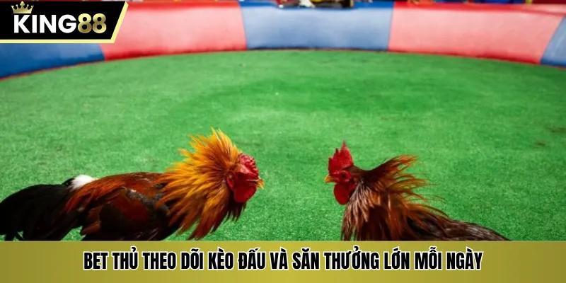 Bet thủ theo dõi kèo đấu và săn thưởng lớn mỗi ngày