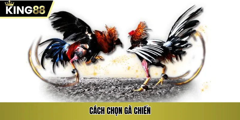 Cách chọn gà chiến