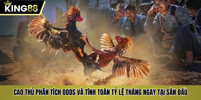 Cao thủ phân tích odds và tính toán tỷ lệ thắng ngay tại sàn đấu