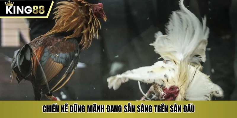 Chiến kê dũng mãnh đang sẵn sàng trên sàn đấu