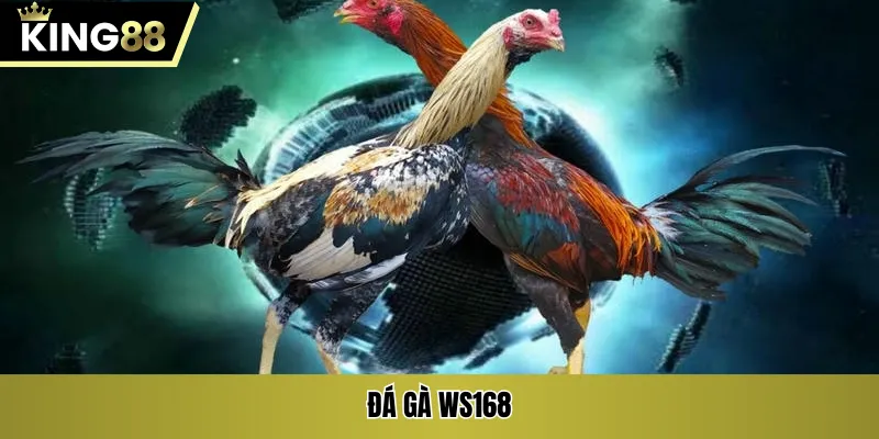 Đá gà Ws168