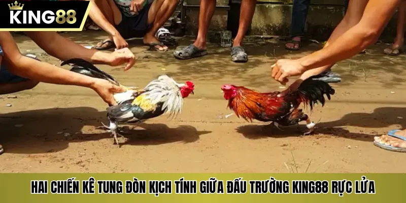 Hai chiến kê tung đòn kịch tính giữa đấu trường KING88 rực lửa