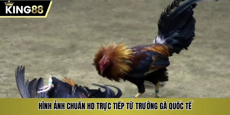 Hình ảnh chuẩn HD trực tiếp từ trường gà quốc tế