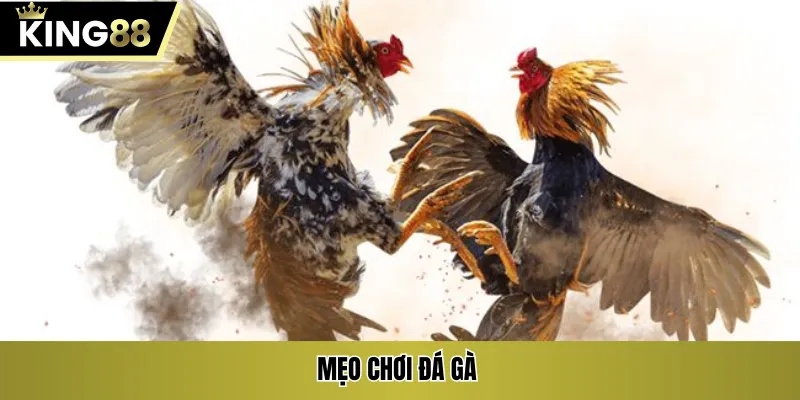 Mẹo chơi đá gà