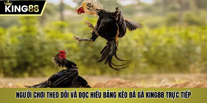 Người chơi theo dõi và đọc hiểu bảng kèo đá gà KING88 trực tiếp