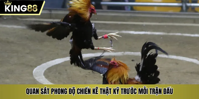 Quan sát phong độ chiến kê thật kỹ trước mỗi trận đấu