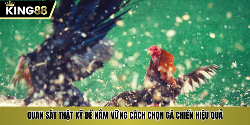 Quan sát thật kỹ để nắm vững cách chọn gà chiến hiệu quả