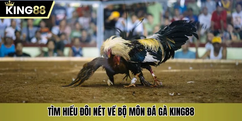 Tìm hiểu đôi nét về bộ môn đá gà KING88