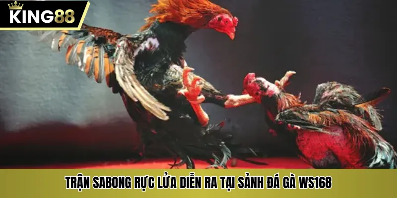 Trận sabong rực lửa diễn ra tại sảnh đá gà Ws168
