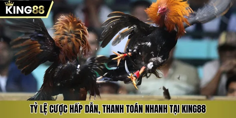 Tỷ lệ cược hấp dẫn, thanh toán nhanh tại KING88